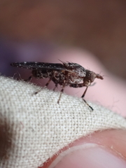 Sciomyzidae