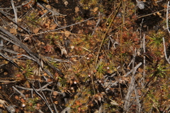 Drosera omissa