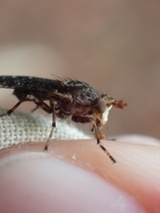 Sciomyzidae