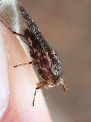 Sciomyzidae