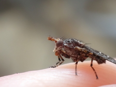 Sciomyzidae