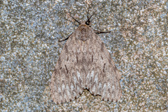 Lymantria grisea