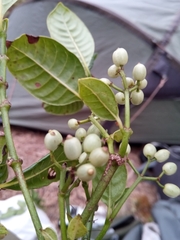 Psychotria oreotrephes