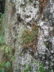 Asplenium septentrionale