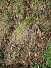 Melica transsilvanica