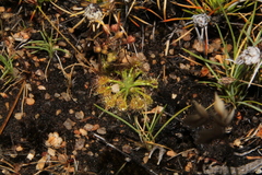 Drosera omissa