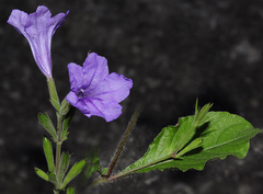 Ruellia ciliatiflora