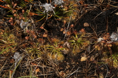 Drosera omissa