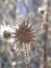 Dipsacus strigosus