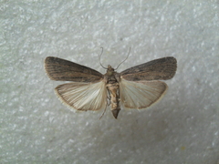 Isauria dilucidella
