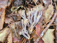 Clavulina cinerea