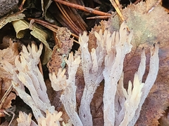 Clavulina cinerea