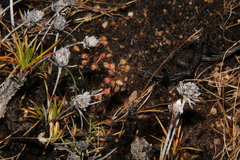 Drosera omissa