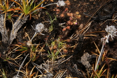 Drosera omissa