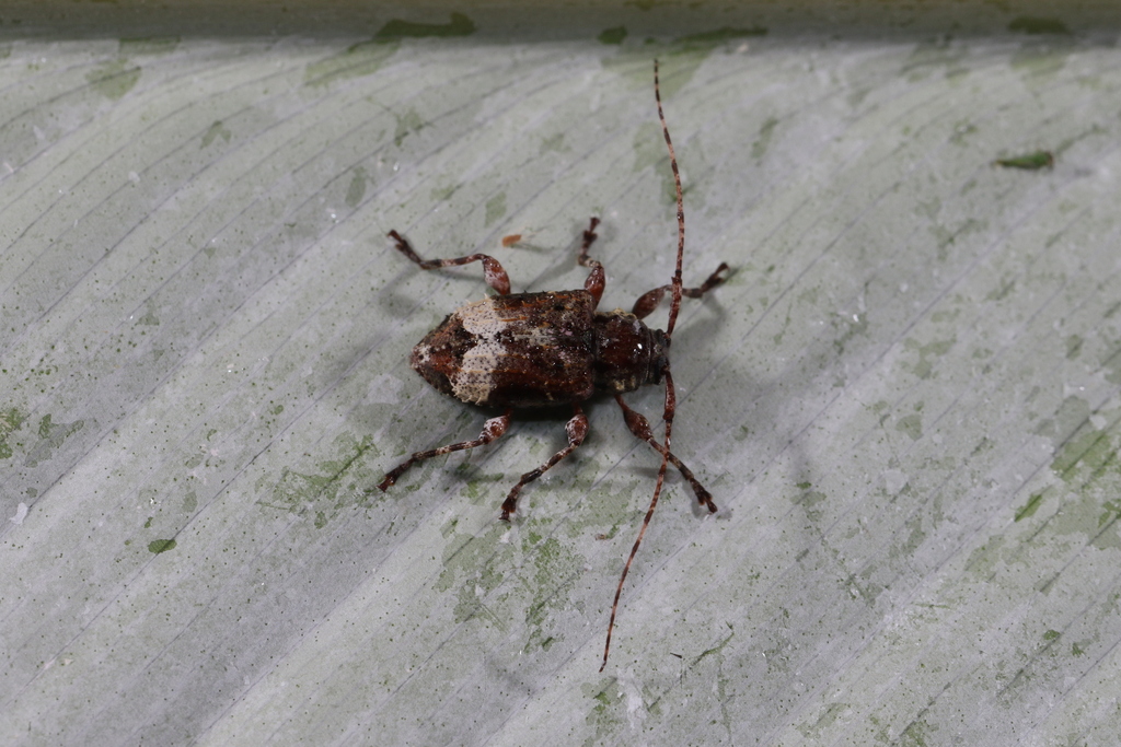 Leptostylus hilaris