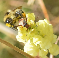Adelphocoris vandalicus