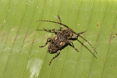 Aegomorphus circumflexus