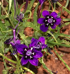 Lapeirousia oreogena