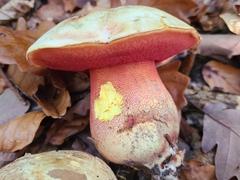 Rubroboletus rhodoxanthus