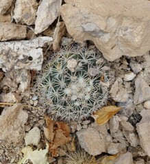 Mammillaria johnstonii