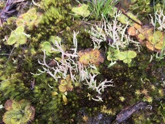 Cladonia scabriuscula