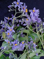 Solanum crispum