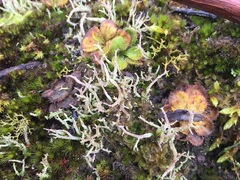 Cladonia scabriuscula