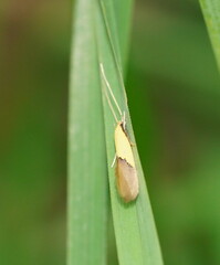 Opogona protodoxa