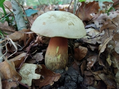 Rubroboletus rhodoxanthus
