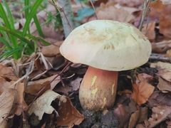 Rubroboletus rhodoxanthus