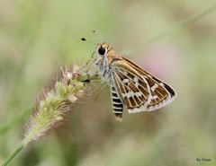 Taractrocera maevius