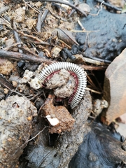 Ommatoiulus lusitanus