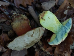 Rubroboletus rhodoxanthus