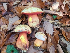 Rubroboletus rhodoxanthus