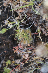 Drosera omissa