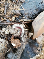 Ommatoiulus lusitanus