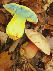 Rubroboletus rhodoxanthus