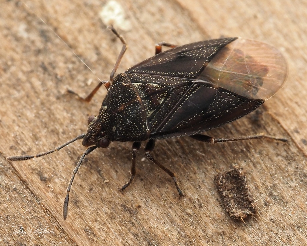 Birch Catkin Bug