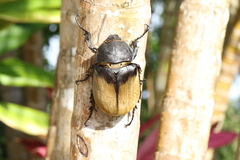 Megasoma elephas