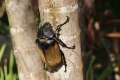 Megasoma elephas