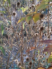 Dipsacus strigosus