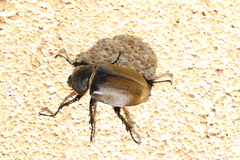 Megasoma elephas