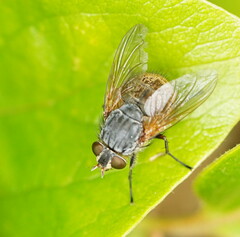 Calliphora hilli