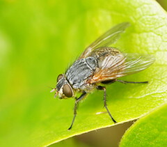 Calliphora hilli