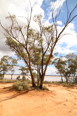 Eucalyptus salicola