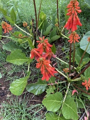 Erythrina zeyheri
