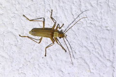 Chauliognathus cinguliventris