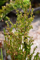 Erica axillaris