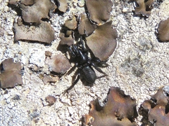 Zelotinae