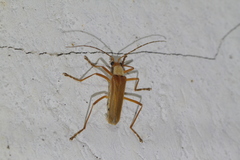 Chauliognathus cinguliventris